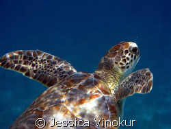 small green turtle heading for surface. Belize, March 2008 by Jessica Vinokur 